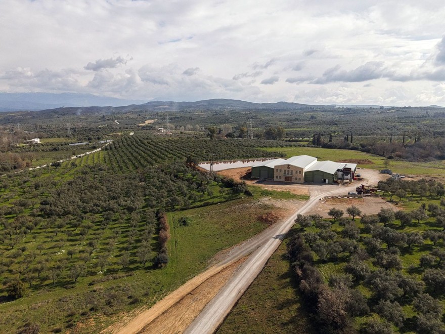 ελαιόλαδο molon lave