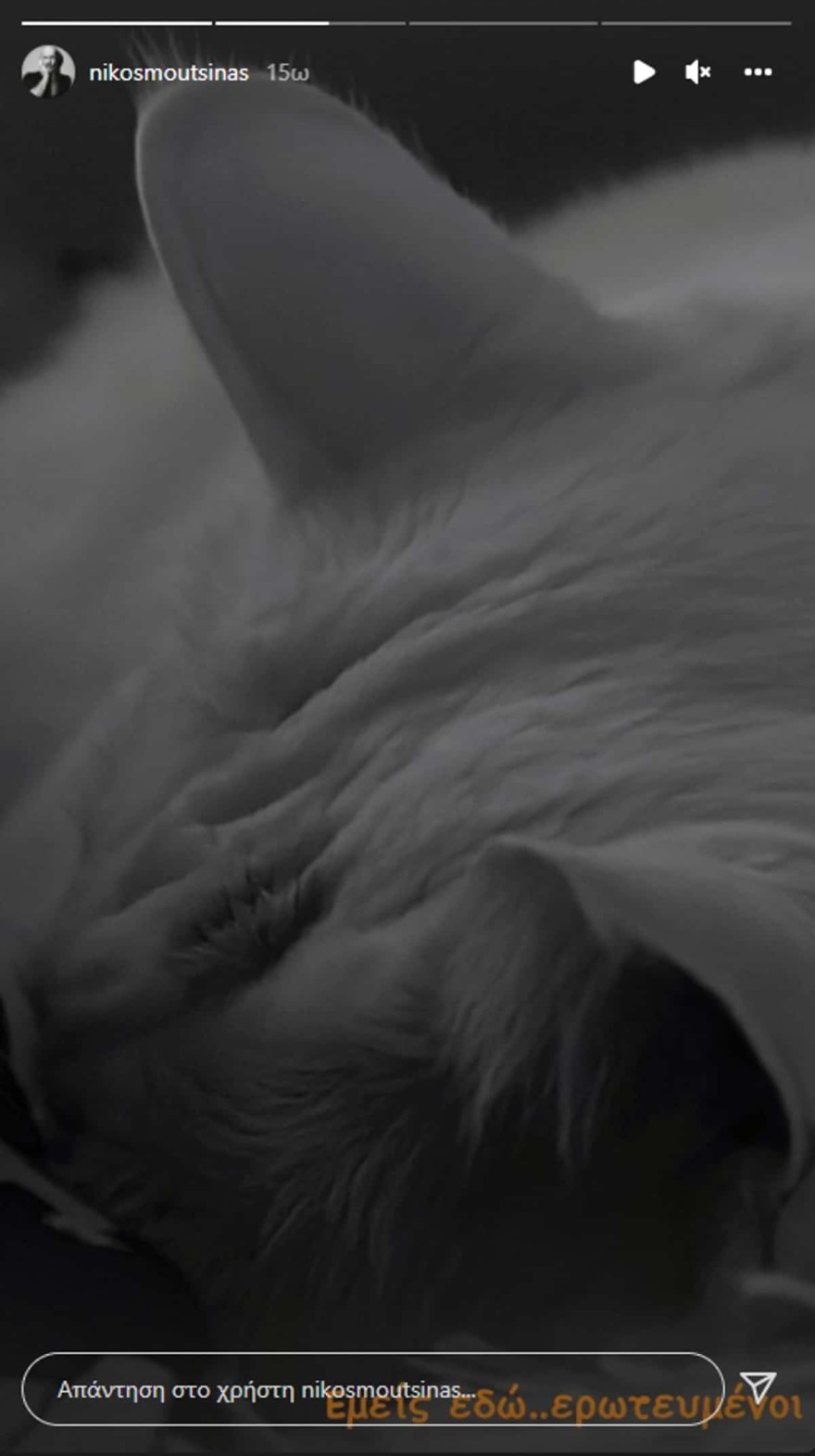 Νίκος Μουτσινάς γάτα