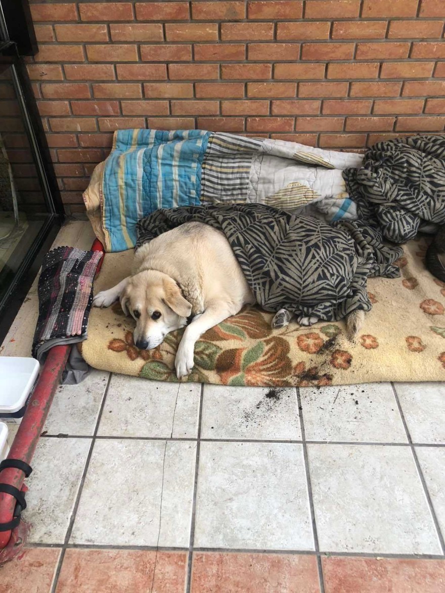 Σκλαβενίτης αδέσποτα