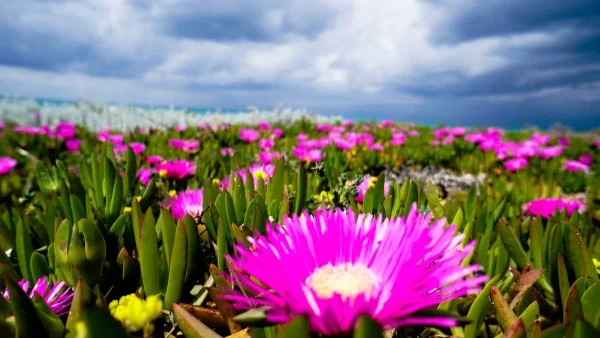 Αίθριος ο καιρός σήμερα 26/4 - Σε ποιες περιοχές θα βρέξει;