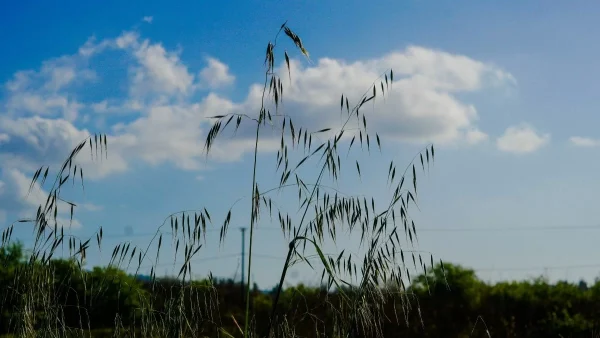 Καιρός 17/5: Αίθριος με τοπικές νεφώσεις