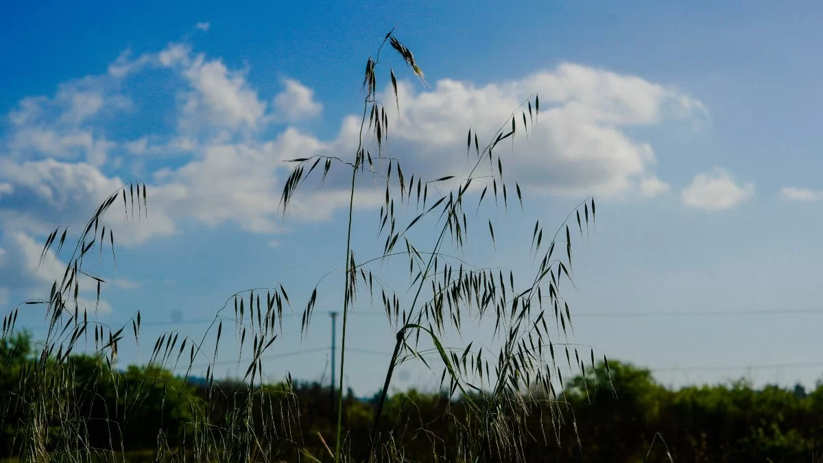 Καιρός 17/5: Αίθριος με τοπικές νεφώσεις