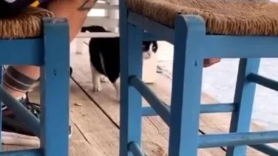 Αιδηψός: Ο 30χρονος δράστης κακοποιούσε και τον σκύλο του - Σοκαριστικές φωτογραφίες