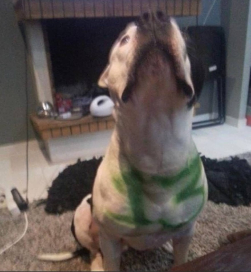 Αιδηψός - Σκύλος