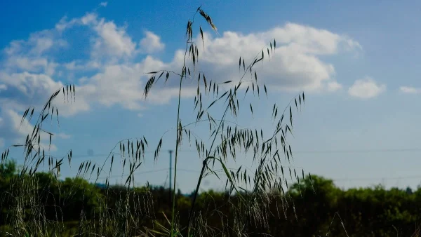 Καιρός 20/5: Αίθριος θα είναι σε πολλές περιοχές! Που θα έχει βροχές και καταιγίδες