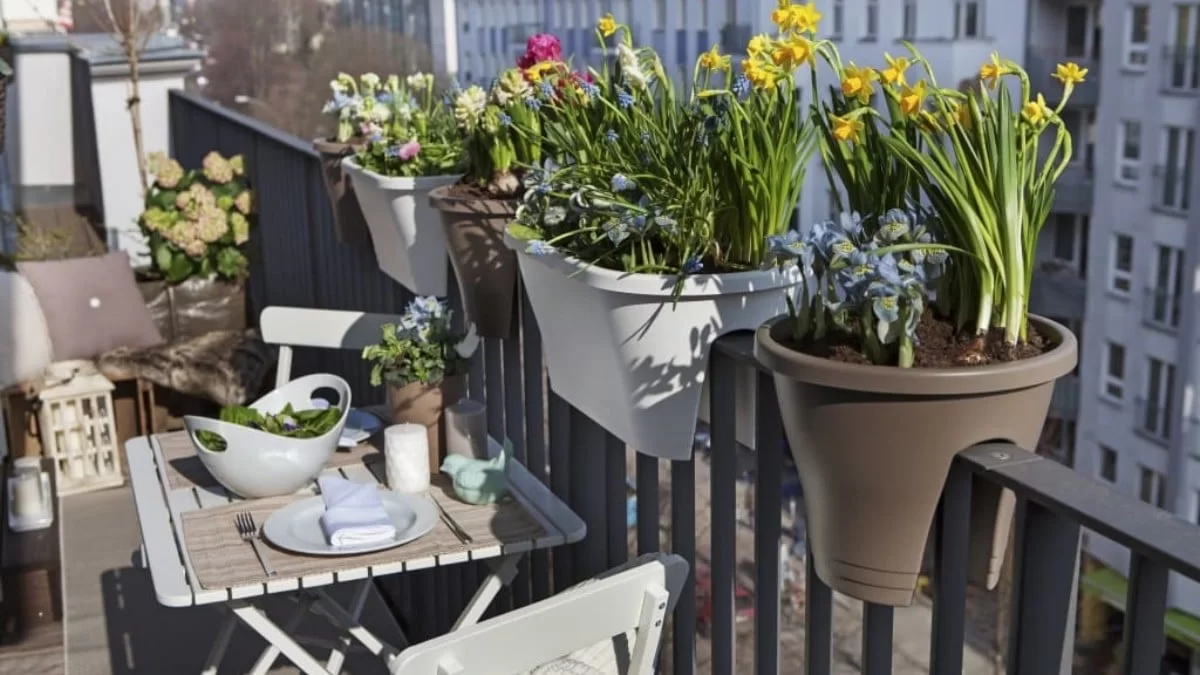 Διώχνει την γρουσουζιά και το κακό μάτι - Το "ευλογημένο" φυτό που πρέπει να έχετε στο μπαλκόνι σας