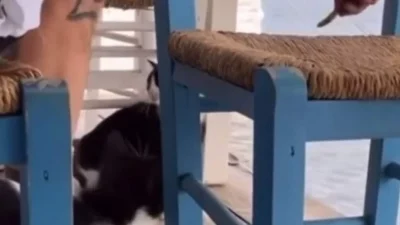 Αιδηψός: Συνελήφθη ο άνδρας που κλώτσησε γάτα σε ταβέρνα προκαλώντας την οργή του κόσμου