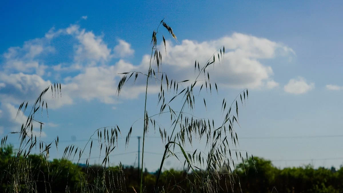 Σκαμπανεβάσματα σήμερα 15/5 στον καιρό - Έρχονται βροχές αλλά και υψηλές θερμοκρασίες