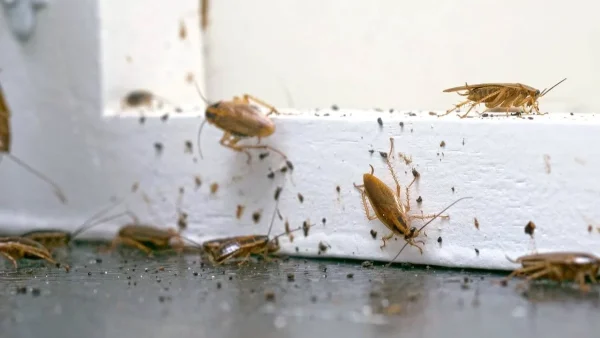 Θα εξαφανίσετε μια και καλή τις κατσαρίδες - Το κόλπο με την μαγειρική σόδα που θα σας σώσει