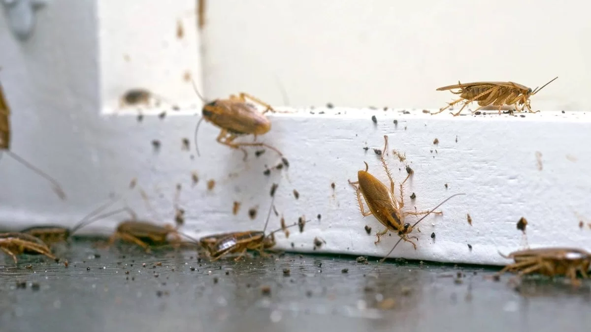 Θα εξαφανίσετε μια και καλή τις κατσαρίδες - Το κόλπο με την μαγειρική σόδα που θα σας σώσει