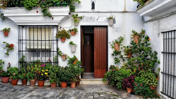 3 φυτά που αντέχουν στον ήλιο & άλλα 3 που δεν θέλουν καθόλου πότισμα