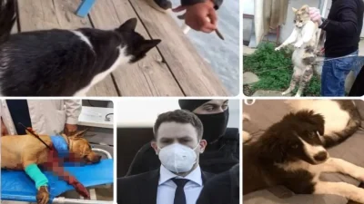 Από τον Τοξοβόλο της Πετρούπολης στον... Μπάμπη Αναγνωστόπουλο - 5+1 κακοποιήσεις ζώων που σόκαραν το Πανελλήνιο