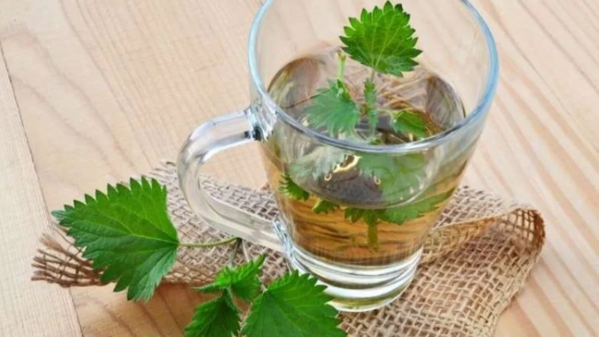 Καταπολεμά την κυτταρίτιδα σε χρόνο dt: Σπιτικό ρόφημα με τσουκνίδα - Θα χρειαστείς λεμόνι και...