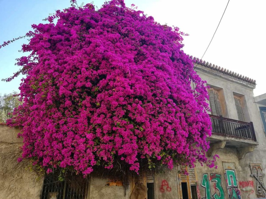 βουκαμβίλια