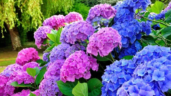 Θα γεμίσει το σπίτι σας θετική αύρα: Τα 3 φυτά που βοηθούν στο άγχος