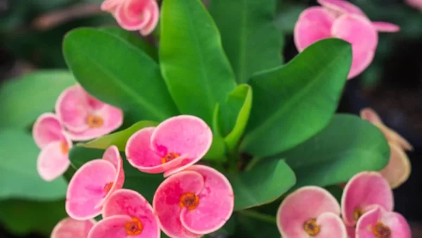 Είναι ανθεκτικό και ιδανικό για το καλοκαίρι - Το μοναδικό φυτό που αντέχει σε όλες τις συνθήκες