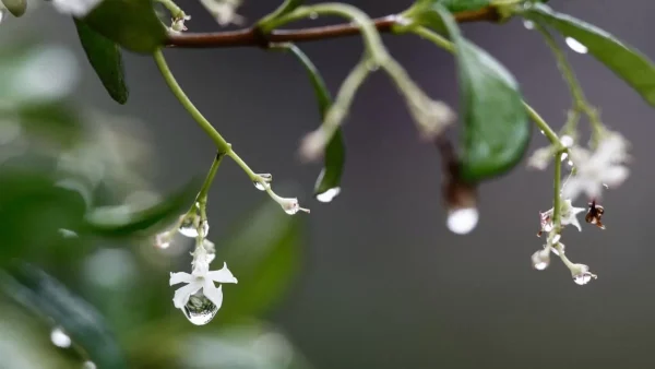 Καιρός (20/6): Συννεφιά και τοπικές βροχές