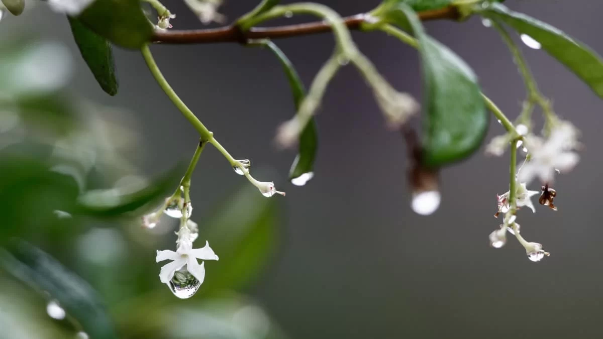 Καιρός (20/6): Συννεφιά και τοπικές βροχές