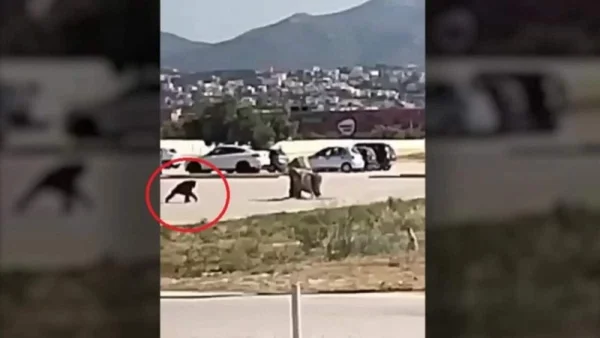 Αττικό Ζωολογικό Πάρκο: Βίντεο-ντοκουμέντο από την στιγμή που ο χιμπατζής το σκάει