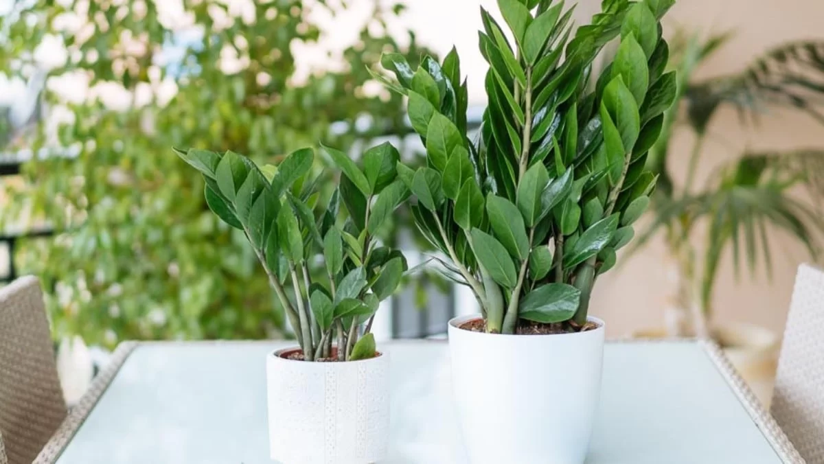 Τεράστια προσοχή σε αυτό το συγκεκριμένο φυτό! Είναι το πιο επικίνδυνο και μπορεί μέχρι και να σε κάψει