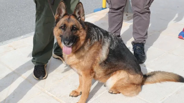 Λαμία: Ξαφνική επίθεση σκύλου σε άνδρα