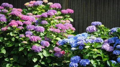 Αν έχετε αυτά τα φυτά στο σπίτι πετάξτε τα αμέσως! Φέρνουν μεγάλη κακοτυχία σύμφωνα με το Feng Shui