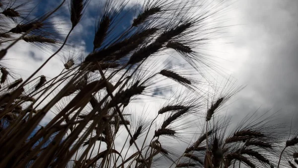 Καιρός: Δώστε προσοχή - Έρχονται βροχές και καταιγίδες από το μεσημέρι και μετά