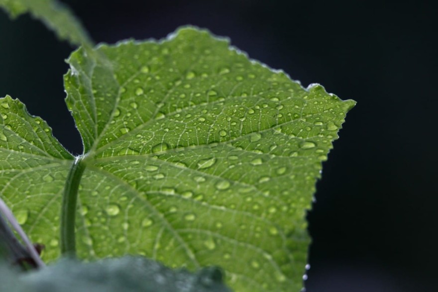 Λουλούδια στον κήπο σου