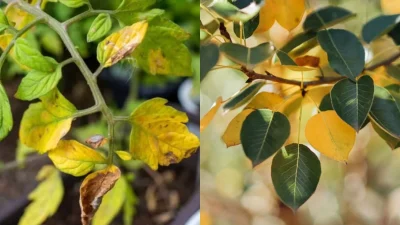 5 λόγοι που τα φύλλα από τα φυτά σου κιτρινίζουν - Αυτός είναι ο τρόπος αντιμετώπισης