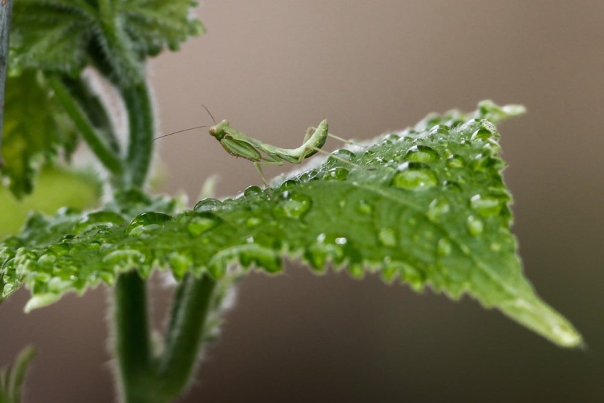 Κήπος - Λουλούδια 