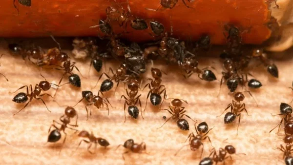 Μυρμήγκια τέλος: Πασπάλισε στην κουζίνα σου μαγειρική σόδα με...