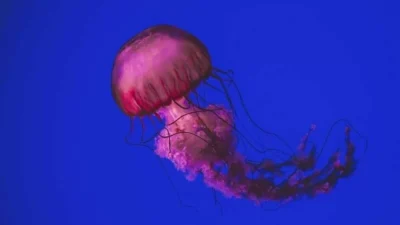 Μεγάλη προσοχή: Μωβ μέδουσες - Ποιοι κινδυνεύουν σε περίπτωση τσιμπήματος