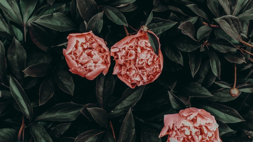 φυτά τι καλό κάνουν στην υγεία μας