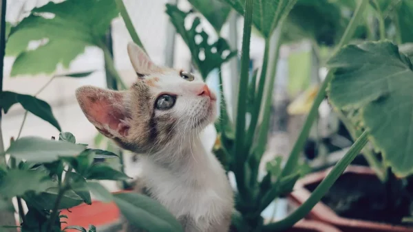 Είναι επικίνδυνα: Αν είσαι γατομάνα ή γατομπαμπάς μην πάρεις σπίτι σου αυτά τα 3 φυτά
