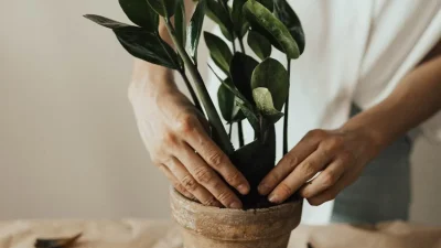 Το φυτό της χρονιάς: Είναι χαριτωμένο, εύκολο στην φροντίδα και φέρνει τύχη
