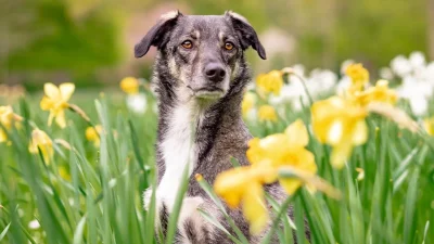 Σκύλος πέθανε αφού έφαγε φύλλα από αυτό το φυτό - Προσέξτε μήπως το έχετε και εσείς στο σπίτι σας