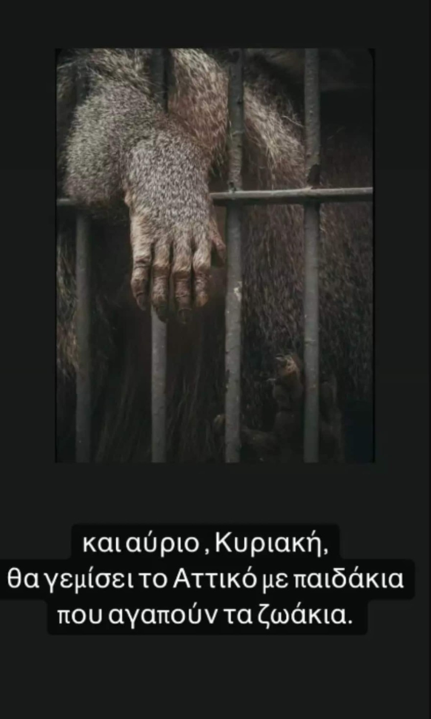 Το ξέσπασμα Τσάνταλη & Κούρκουλου με την θανάτωση ενός χιμπατζή στο Αττικό Ζωολογικό Πάρκο 3