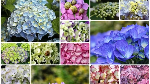 Μοιάζει με ρολόι και έχει θεραπευρικές ιδιότητες - Το φυτό που μπορεί να αντιμετωπίσει την αυπνία