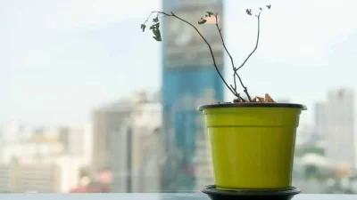 Έτσι θα "αναστήσετε" τα φυτά σας - Ποτίστε τα μόνο όταν...