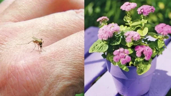 Για να κάθεσαι με τις ώρες στο μπαλκόνι: Τα 5 φυτά που "εξαφανίζουν" τα κουνούπια