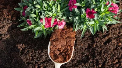 Πάρε μια χούφτα καφέ και ρίξ' την στα φυτά σου - Θα δεις μετά από μέρες να....