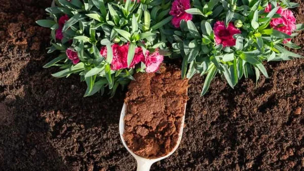 Πάρε μια χούφτα καφέ και ρίξ' την στα φυτά σου - Θα δεις μετά από μέρες να....