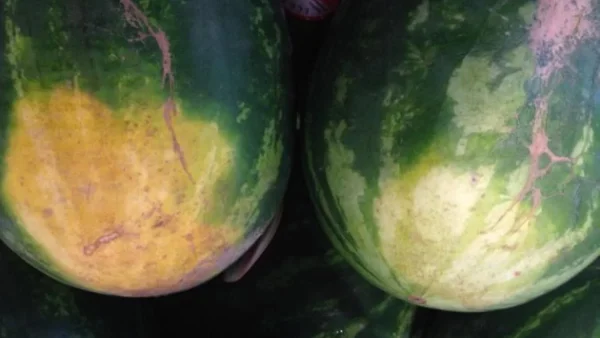 Προσοχή: Αν το καρπούζι σας έχει πολλά καφέ σημάδια τότε...