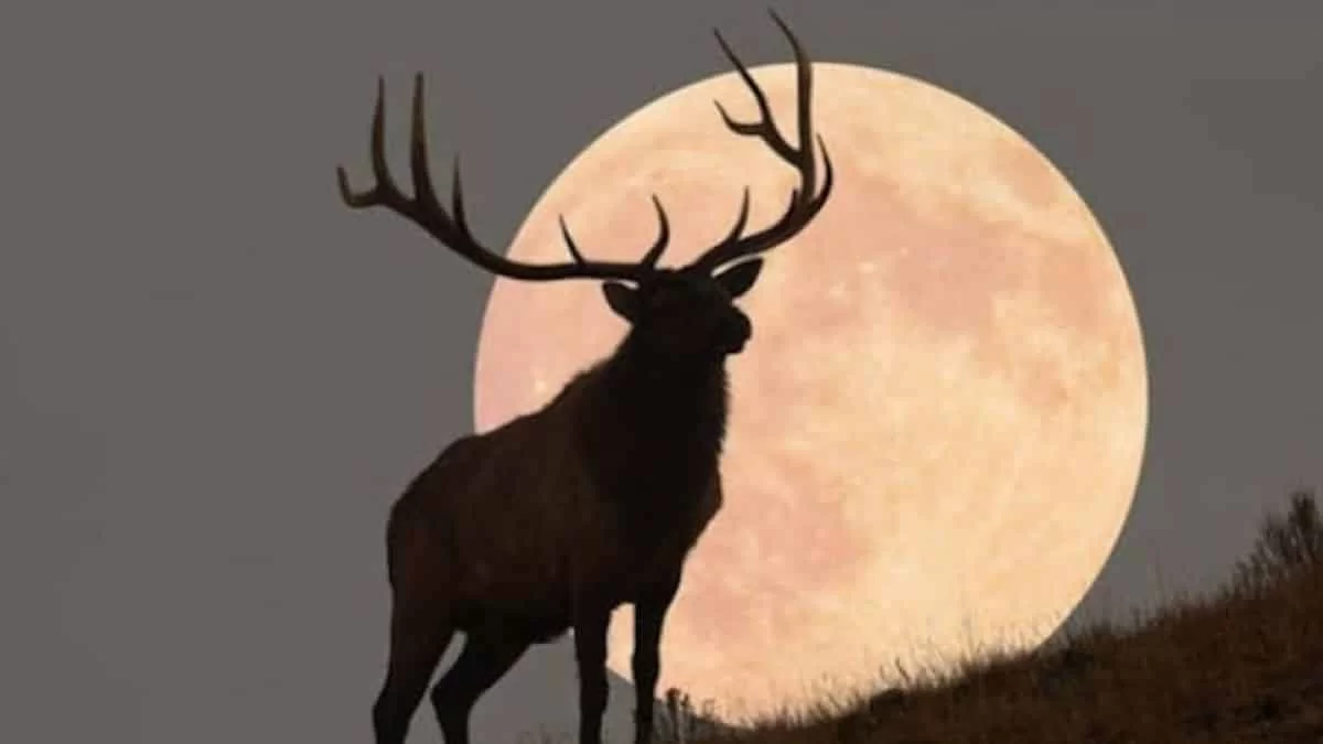 Πανσέληνος του Ελαφιού: Ξεκίνησε στις 13 Ιουλίου - Αυτά τα 3 ζώδια επηρεάζει μέχρι τον Αύγουστο