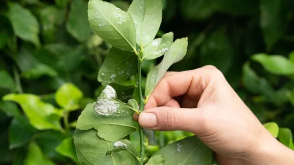 "Εξαφάνισε" από τα φυτά σου την ψώρα μόνο με μαγειρική σόδα και... - Το απόλυτο κόλπο που θα σε "σώσει"