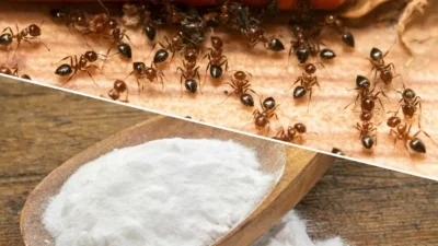 Μυρμήγκια τέλος με αυτό το κόλπο! Πασπάλισε μαγειρική σόδα με...