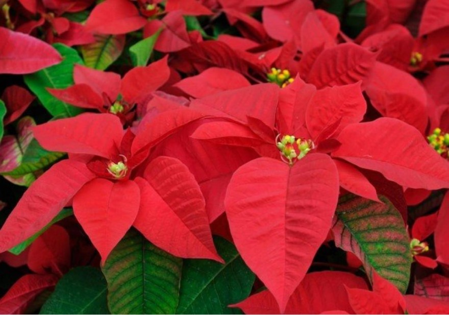 Αλεξανδρινός φυτό