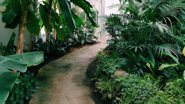 Αν φυτρώσει στην αυλή σας μην το ξεριζώσετε - Το φυτό που βοηθά μεγάλο πρόβλημα του δέρματος