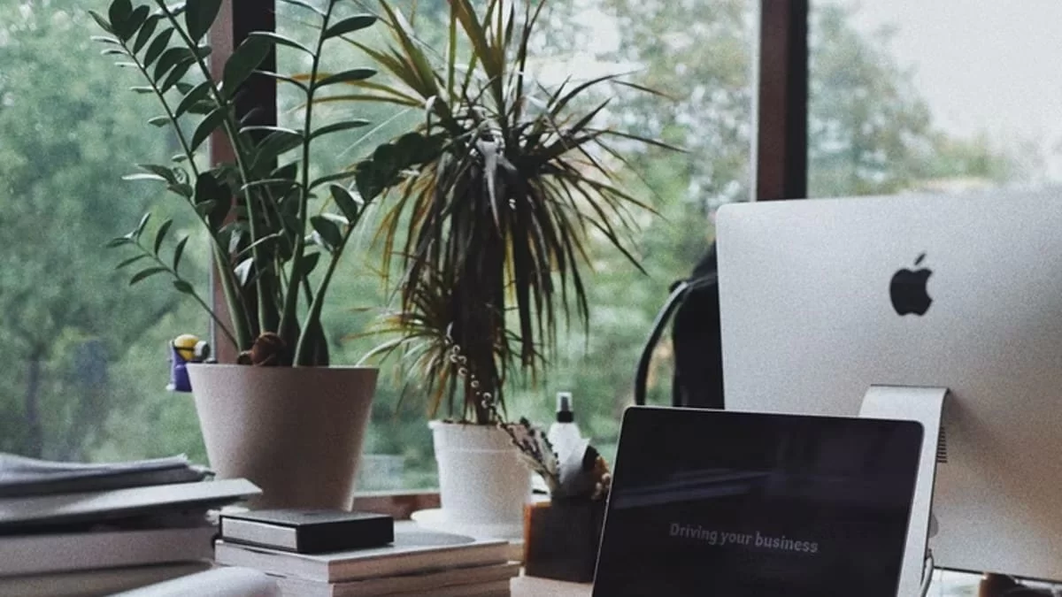 Απορροφά τις τοξικές ουσίες - Το φυτό που πρέπει να αγοράσετε για το γραφείο σας