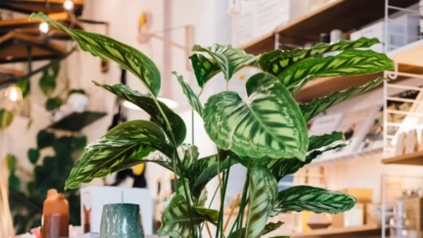 "Εξαφανίζει" την κατάθλιψη το συγκεκριμένο αυτό φυτό - Το βρίσκεις σε λίγα μόνο μέρη